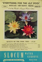 Everything for the lily pool