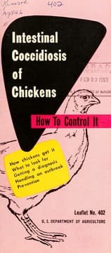 Intestinal coccidiosis of chickens