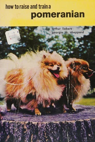 How to Raise and Train a Pomeranian