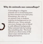 Animal camouflage