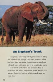 Elephant story