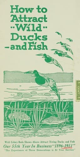 How to attract wild ducks, and fish