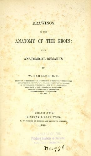 Drawings of the anatomy of the groin