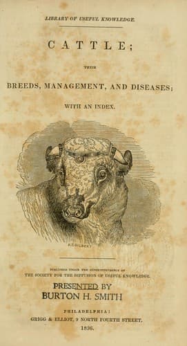 Cattle